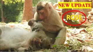 Pigtail Rose Monkey VS Long Tail Vinny . Rose Pregnant today . hmmm
