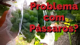 Como proteger as uvas e frutas dos pássaros e de insetos FÁCIL E RÁPIDO