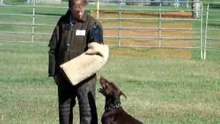 DPCA   Dobermann Schutzhund Trial Oct 2008 DPCA