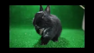 Rabbit eats grapes