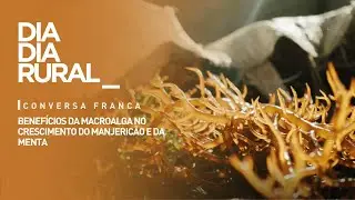 Nova pesquisa: benef&iacute;cios da macroalga no crescimento do manjeric&atilde;o e da menta