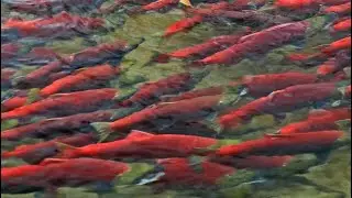 Adams River salmon run BC-2022