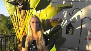 Exotic Animal Trade - Dangers and Awareness