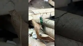 Emerald jewel wasp grooming | Insect life #shorts