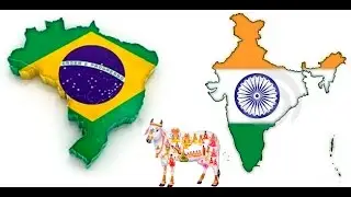 History on imports of Indian Zebu cattle to Brazil
