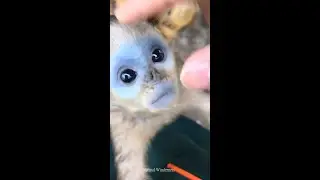 Baby snub nosed monkey having temper trantrum