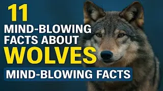 11 Mind-Blowing Facts About Wolves🐺