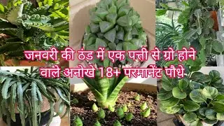 जनवरी की ठंड में एक पत्ती से ग्रो होने वाले अनोखे परमानेंट पौधे 🌱