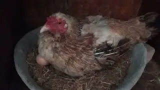 aseel hen egg hatching