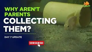 Why Did Our Polar Parrot Fish Parents Leave Wrigglers Scattered? 🐠✨ Day 7 Fry Update