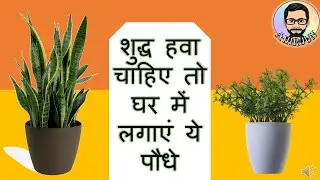 If you want pure air, then plant these plants at home