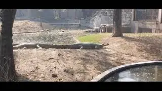 Chidya ghar #Delhi #Zoological #Park #delhi 11/1/25