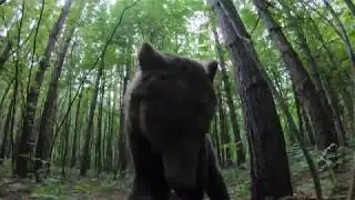 медведь напал на человека The bear attacked the man