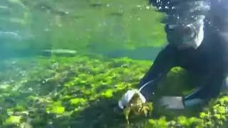pirate crab