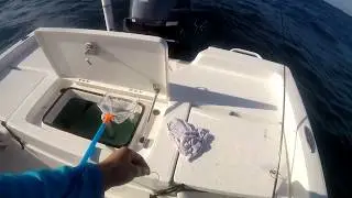 Fishing The Fish America Wreck For Snappers
