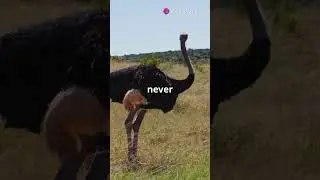 Are These AMAZING Animal Myths Really True? #facts #wildlifeentertainment #animals