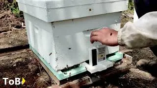 Israeli tech heroes for the help of the Bees