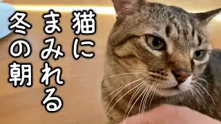 初老夫婦と猫養子たちの朝はこんな感じです【保護猫・元野良猫】