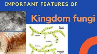 Important features of Kingdom Fungi by Manas Maharana //class 11 biology