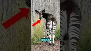 TOP 5 MOST BEAUTIFUL ANIMALS THAT LOOK UNREAL ✨🦋