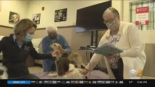 New Jersey Senior Sanctuary For Dogs In Need Of Help