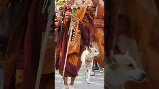 aloka the peace dog# edit