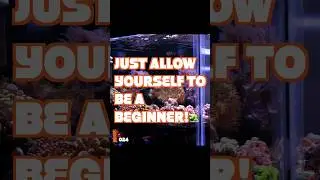 These 3 Tips Make Reef Tank Maintenance EASY!