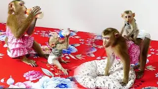 Very Powerful Cici Grow Up Fast She Can Pick up Battle milk & Can Sit On Mori's Back