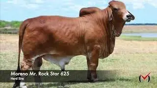 Moreno Mr. Rock Star 625!