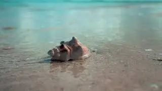 Seashell | Copyright Free Video Footage