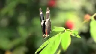 Butterfly Haven