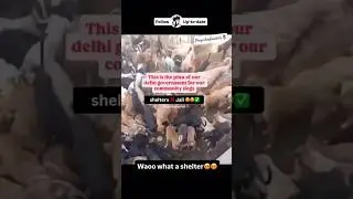 🌷 Save Delhi NCR Dogs #priyeshkaushik #viral #savedelhincrdogs #streetdog #cmrekhagupta  #straydog