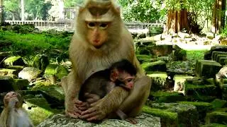 Pigtail Monkey Ashley Receives Baby Timo's Requesting To Give Him A Warm Hug& Grooming