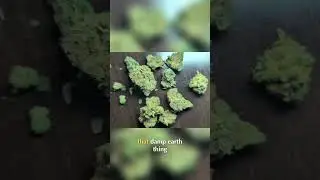 Orange Push Pop: High THC & Its Unique Effects Explained #shorts