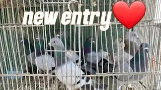 New entry ho gae dosto😂#trending #pigeon #bird 
