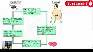 Pathogens Explained | Types, Transmission & Exam MCQs | A Level / AS Biology & Science Revision