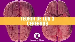 TEORÍA DE LOS TRES CEREBROS