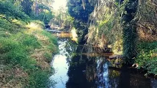 How to Care for Your Streamside Landscape in Bothell, WA