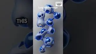 🌬️ Gas Exchange in the Lungs Explained | Oxygen & Carbon Dioxide