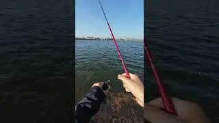 fishing with worms as bait #shorts #fishing