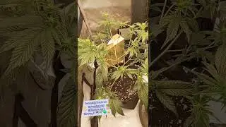Bl&uuml;tetag11 Gelato#45 #legal #organic #marshydrots1000 #homegrown #thc