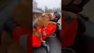dog saved from flooded roof! #goldenretriever #goldenretreiver #puppy #goldenretreivers