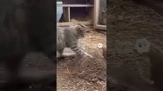 Chicken Coop Patrol: Farm Cat Finds a Mouse and Makes the Catch