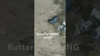 Butterfly Peeing video #nature #butterfly #shorts #villagelife #youtube #ytvideoes #viralvideo