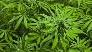 Is Marijuana Addictive? | Addictions