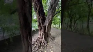 Qarshee park after the rain 
