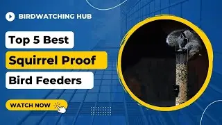 Top 5 Best squirrel proof bird feeders