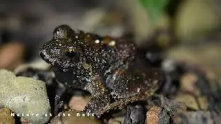 Critically Endangered in IUCN List I Charles Darwin's frog I Ingerana charlesdarwini I A&N Islands