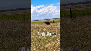Only in Australia 🇦🇺 🦘  in my backyard   #australia #kangaroo #nature