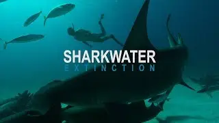 Sharkwater: Extinction &ndash; Video Teaser